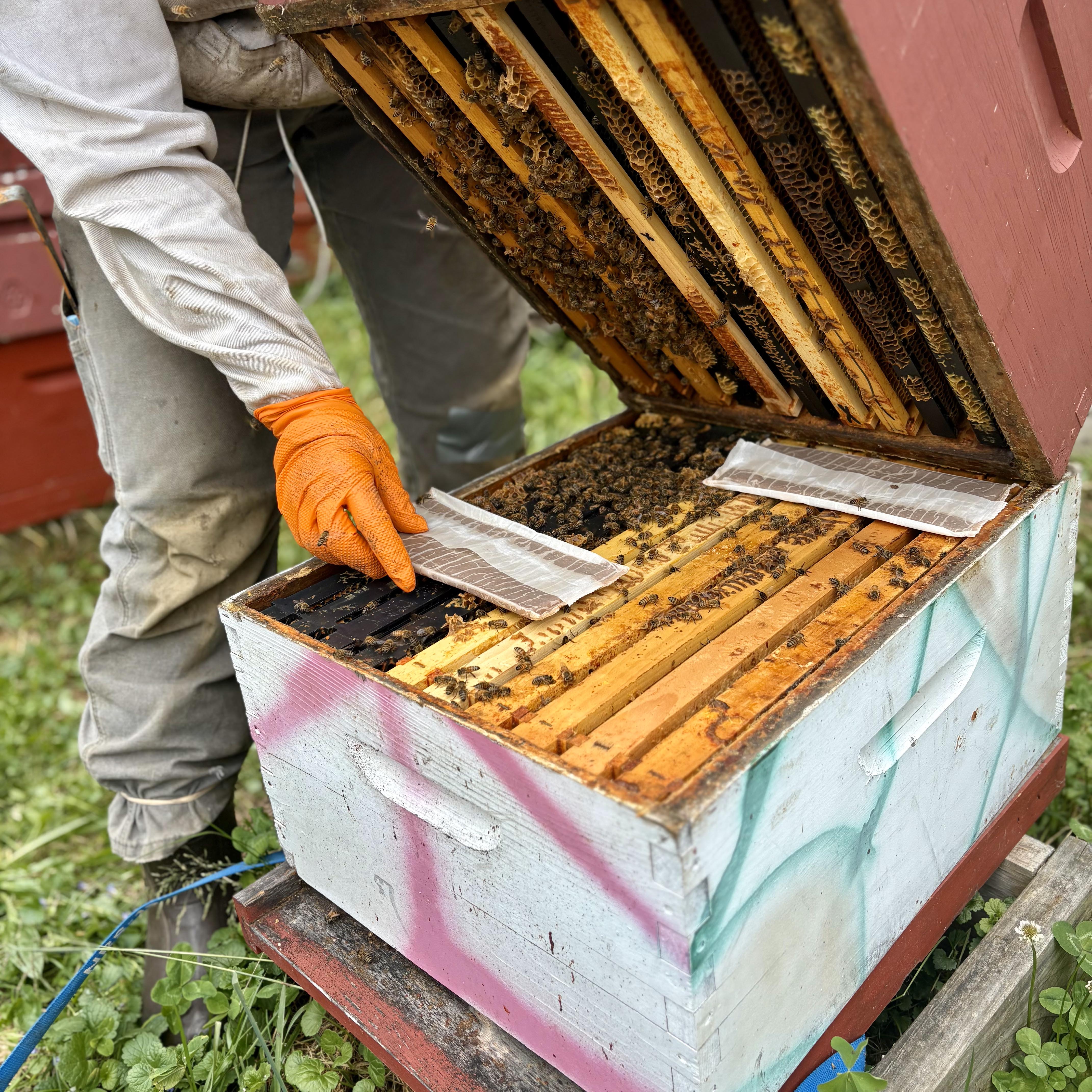 Formic Pro on a hive