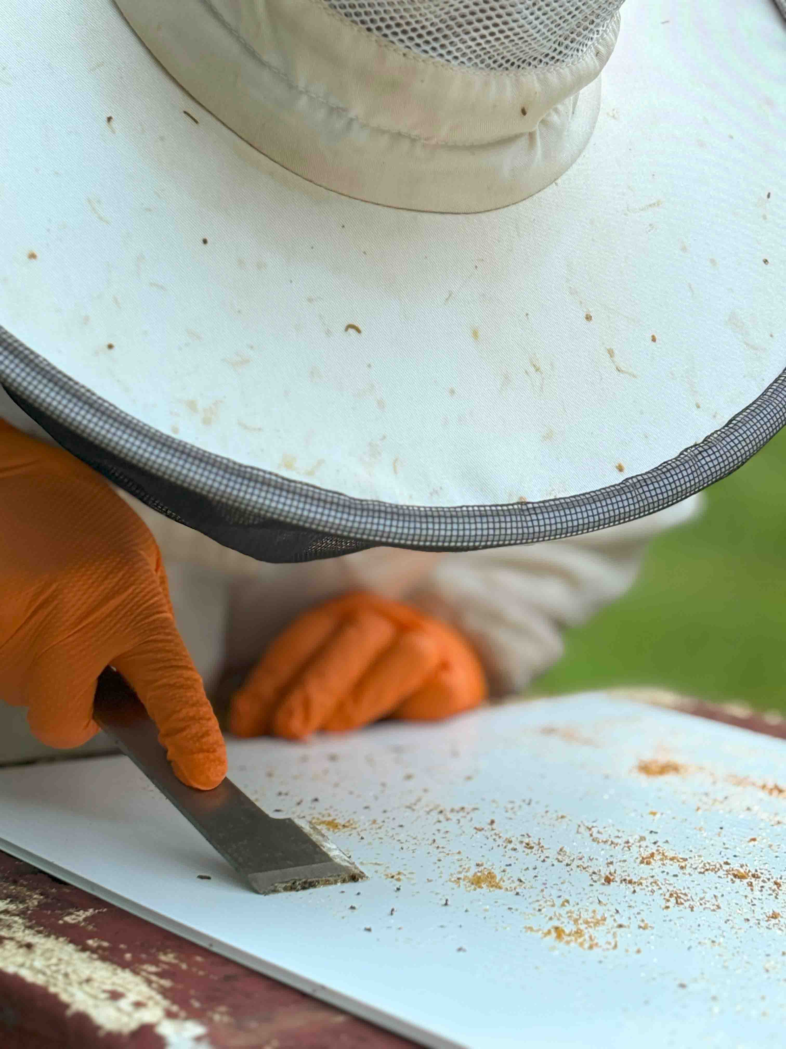 Beekeeper counting mites of a sticky board