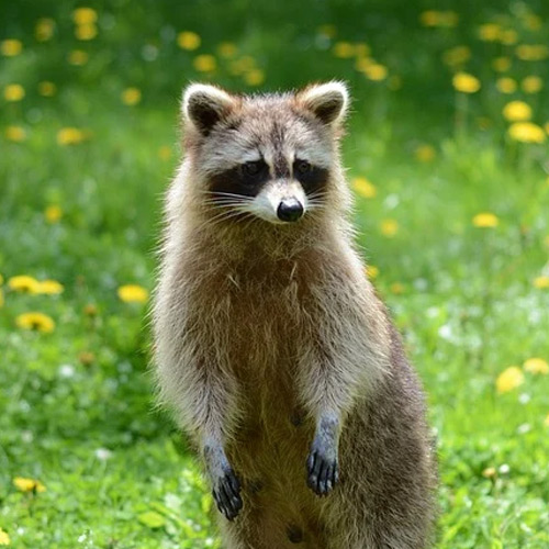 Racoons